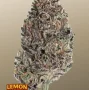 Семена конопли LEMON CHERRY RUNTZ ™ от Fast Buds